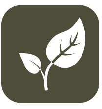 Leaf_Icon_Square